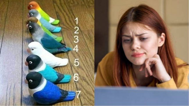 Biztosak vagyunk benne, hogy nem találod ki, melyik az igazi madár a fotón!